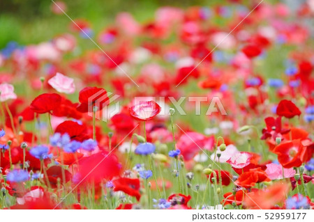 Poppy in full bloom 52959177