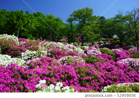 Nishiyama Park Azalea Nishiyama Park Azalea 52959856