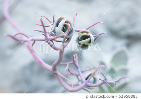 Mysterious form of plant, Kalanchoe 52959883