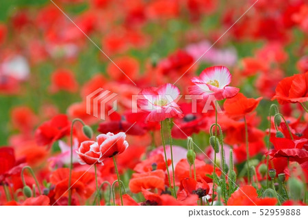 Poppy in full bloom 52959888