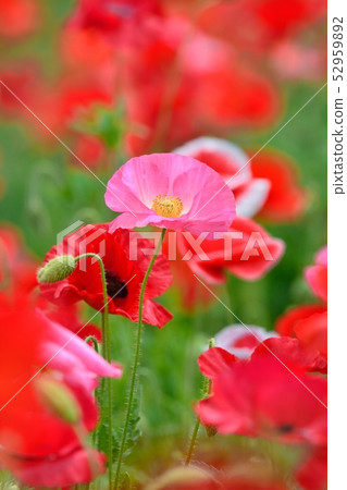 Poppy in full bloom Poppy in full bloom 52959892