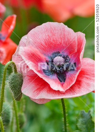 Poppy in full bloom 52959920