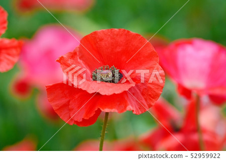 Poppy in full bloom Poppy in full bloom 52959922