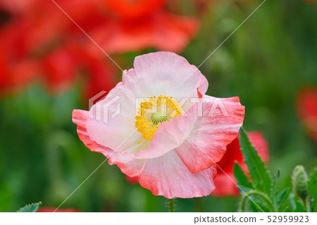 Poppy in full bloom 52959923