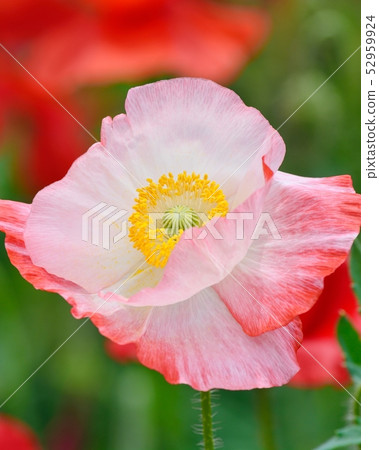 Poppy in full bloom 52959924