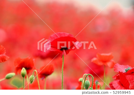 盛開的罌粟 52959945