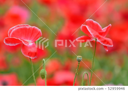盛開的罌粟 52959946