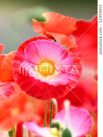 Poppy in full bloom Poppy in full bloom 52959955