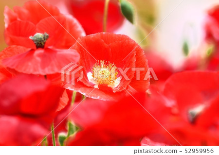 Poppy in full bloom 52959956