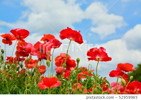 盛開的罌粟 盛開的罌粟 52959965