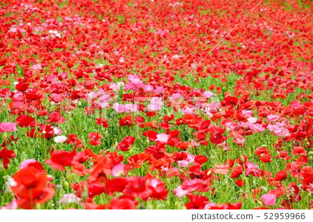 盛開的罌粟 52959966