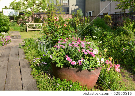 愛媛/小津 52960516