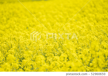 Minokura plateau rape blossoms 52960650