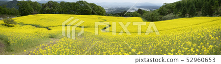 Minokura plateau rape blossoms 52960653