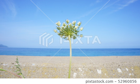 Nora carrot bud, blue sky, blue sea Nora carrot bud, blue sky, blue sea 52960856