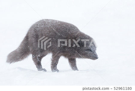 Arctic fox in the falling snow Arctic fox in the falling snow 52961180
