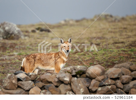 Close up of endangered Ethiopian wolf Close up of endangered Ethiopian wolf 52961184