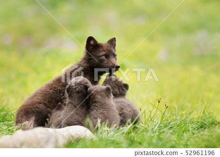 Female Arctic fox with cubs in meadow Female Arctic fox with cubs in meadow 52961196