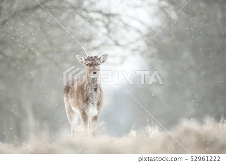 Juvenile fallow deer in the falling snow Juvenile fallow deer in the falling snow 52961222