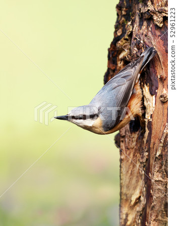 Eurasian nuthatch perched on a tree trunk Eurasian nuthatch perched on a tree trunk 52961223