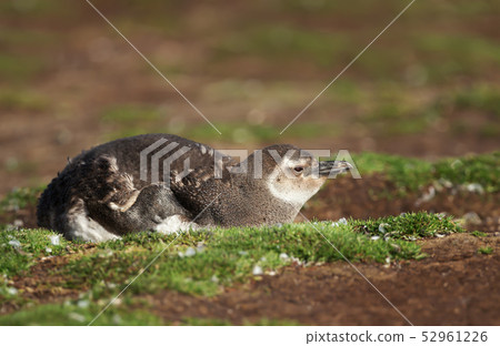 Juvenile Magellanic penguin lying on the ground 52961226