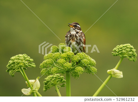 Close up of a Redwing perched on a flower 52961232
