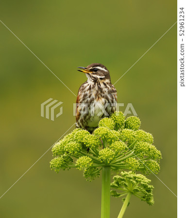 Close up of a Redwing perched on a flower Close up of a Redwing perched on a flower 52961234
