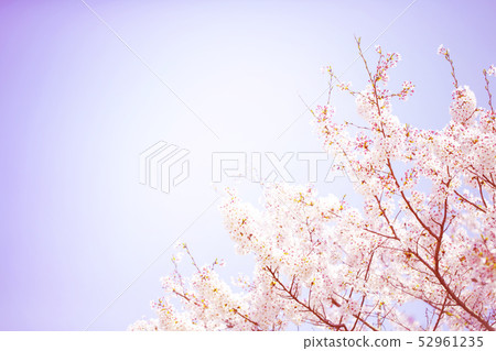 A beautiful cherry blossoms in full bloom expressed in gentle colors and a blue sky with copy space A beautiful cherry blossoms in full bloom expressed in gentle colors and a blue sky with copy space 52961235