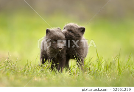 Close up of Arctic Fox cubs playing in a meadow Close up of Arctic Fox cubs playing in a meadow 52961239