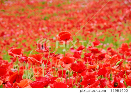 Poppy in full bloom Poppy in full bloom 52961400