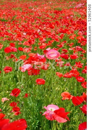 Poppy in full bloom Poppy in full bloom 52961408