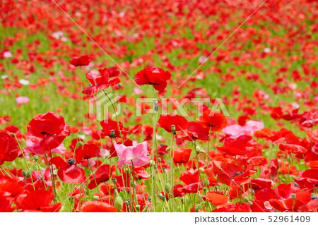 Poppy in full bloom 52961409