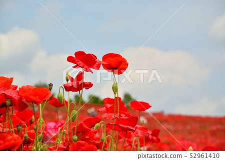 Poppy in full bloom Poppy in full bloom 52961410