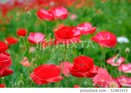 Poppy in full bloom Poppy in full bloom 52961415