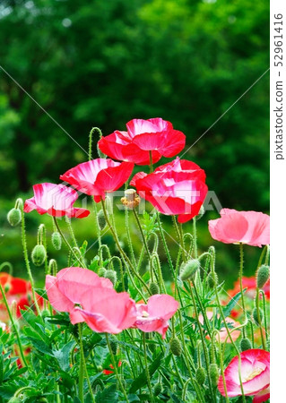 Poppy in full bloom Poppy in full bloom 52961416