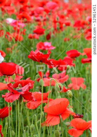 Poppy in full bloom 52961451