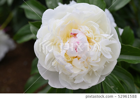 Peony (valley snow) Peony (valley snow) 52961588