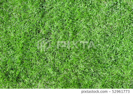Green grass texture background. Backyard for background. Grass texture. Green lawn desktop picture Green grass texture background. Backyard for background. Grass texture. Green lawn desktop picture 52961773