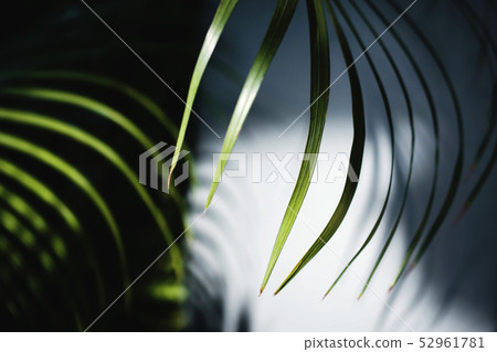 Areca Palm Leaf in Summer Light Areca Palm Leaf in Summer Light 52961781