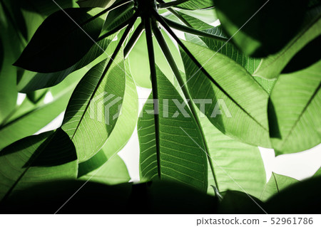 Backlit Green Leaf in Summer or Spring Backlit Green Leaf in Summer or Spring 52961786
