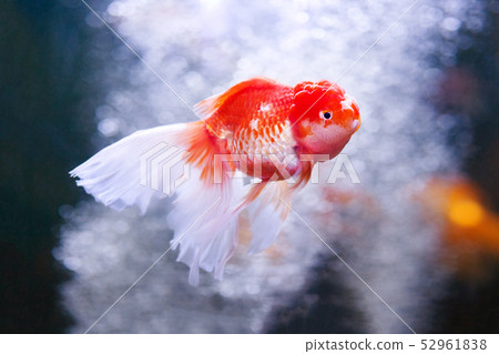 oranda aquarium