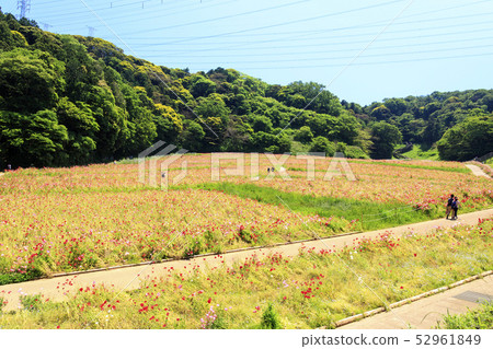 Flower country (early summer) Flower country (early summer) 52961849