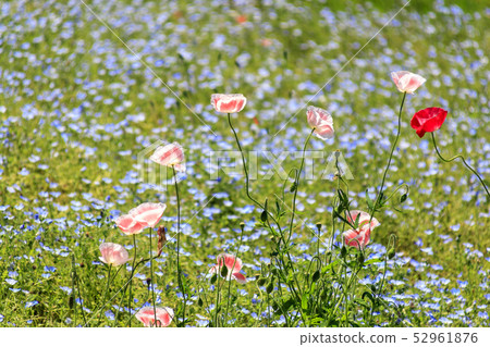 Flower country (early summer) Flower country (early summer) 52961876