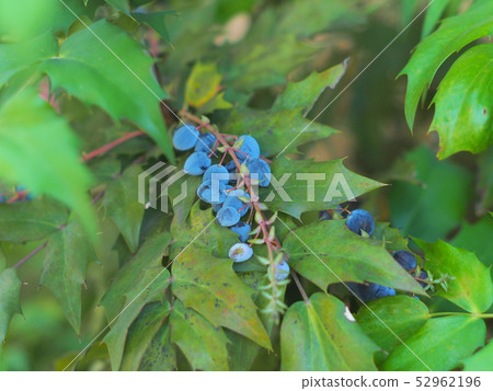 霍莉紅色ginanten藍色果子 52962196