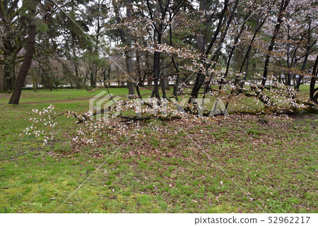Sakura pine tree at the site of Kyoto gyoen Gakushuin Sakura pine tree at the site of Kyoto gyoen Gakushuin 52962217