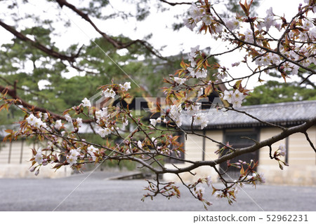 Sakura pine tree at the site of Kyoto gyoen Gakushuin Sakura pine tree at the site of Kyoto gyoen Gakushuin 52962231