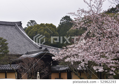 Kurodani Kimiki Komyoji Kurodani Kimiki Komyoji 52962293