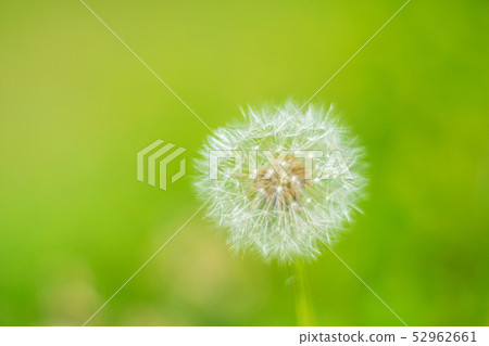 蒲公英 蒲公英 52962661