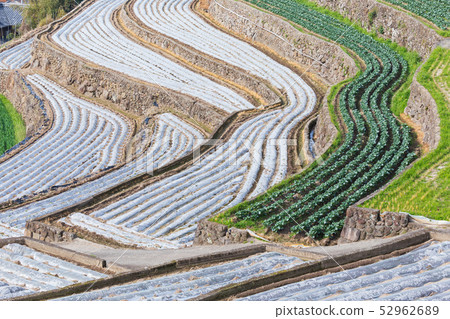 長崎_雲仙的田田田 長崎_雲仙的田田田 52962689
