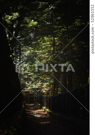 Tree trees 52963352